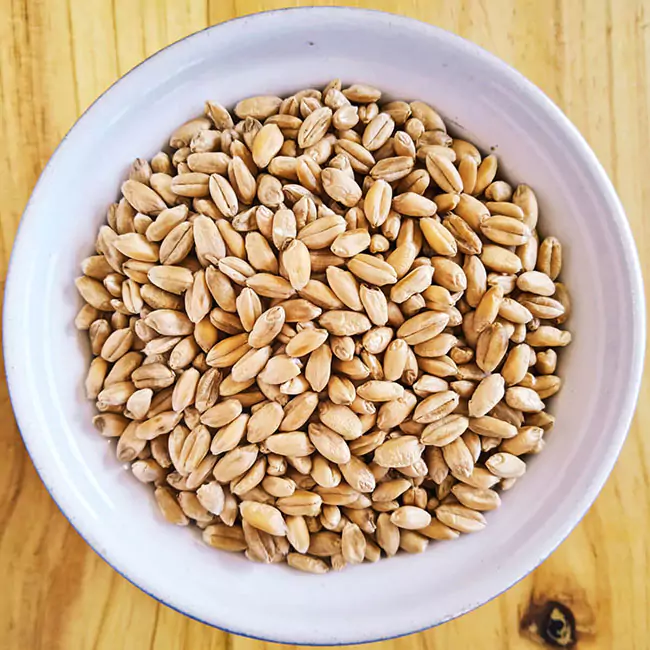 Thành Phần Dinh Dưỡng Hạt Lúa Mì