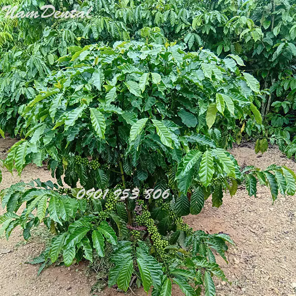 Cà phê robusta nhân sống chưa rang 01