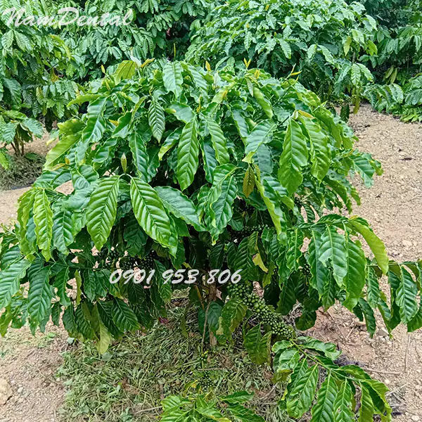 Cà phê robusta nhân sống chưa rang 03