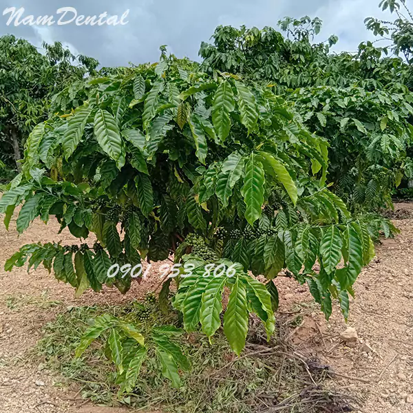Cà phê robusta nhân sống chưa rang 05